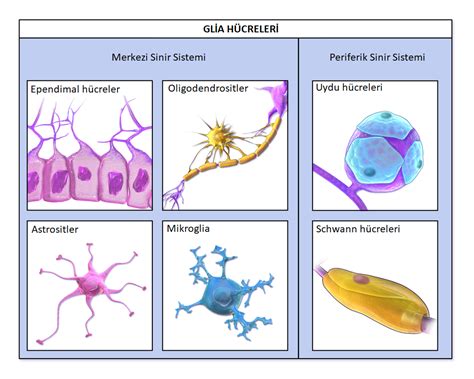 glia hücreleri çeşitleri ve görevleri